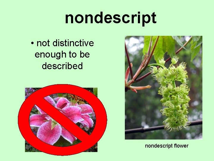 nondescript • not distinctive enough to be described nondescript flower 