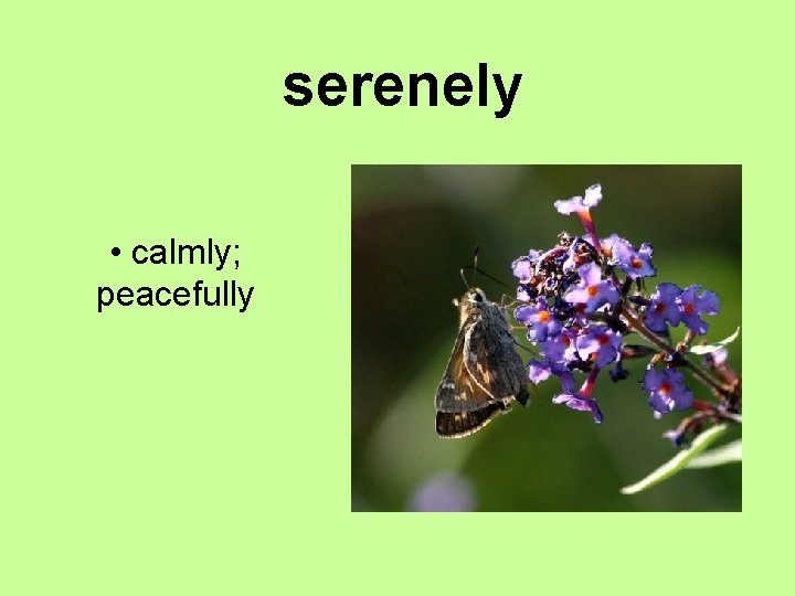 serenely • calmly; peacefully 