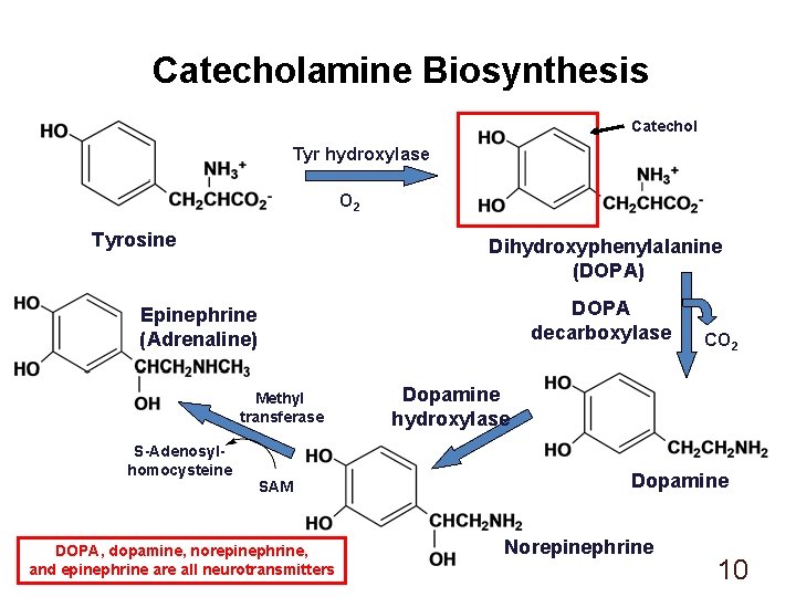 Catecholamine Biosynthesis Catechol Tyr hydroxylase O 2 Tyrosine Dihydroxyphenylalanine (DOPA) DOPA decarboxylase Epinephrine (Adrenaline)