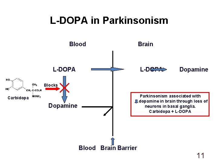 L-DOPA in Parkinsonism Blood L-DOPA Brain L-DOPA Dopamine Blocks Parkinsonism associated with dopamine in