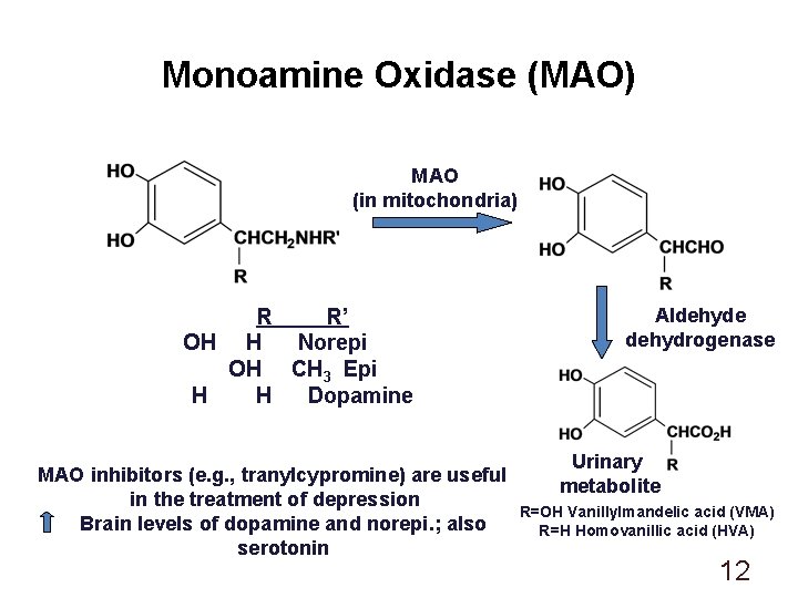 Monoamine Oxidase (MAO) MAO (in mitochondria) R R’ OH H Norepi OH CH 3