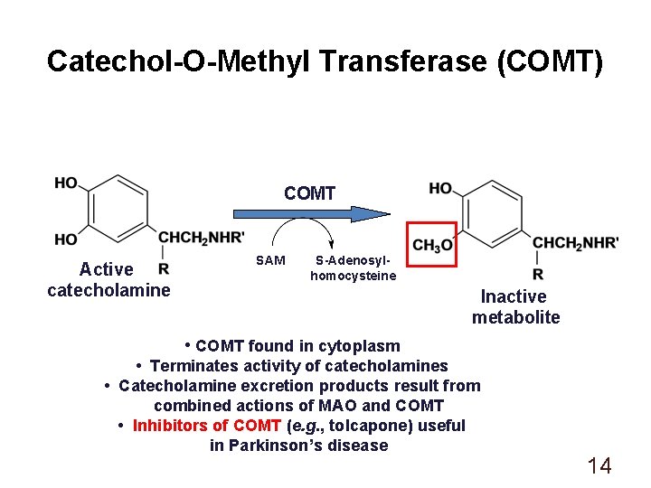 Catechol-O-Methyl Transferase (COMT) COMT Active catecholamine SAM S-Adenosylhomocysteine Inactive metabolite • COMT found in