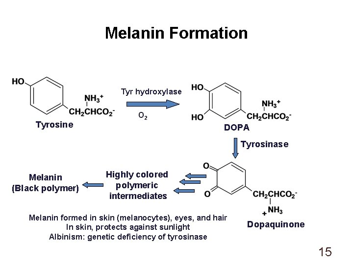 Melanin Formation Tyr hydroxylase Tyrosine O 2 DOPA Tyrosinase Melanin (Black polymer) Highly colored