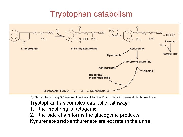 Tryptophan catabolism Tryptophan has complex catabolic pathway: 1. the indol ring is ketogenic 2.