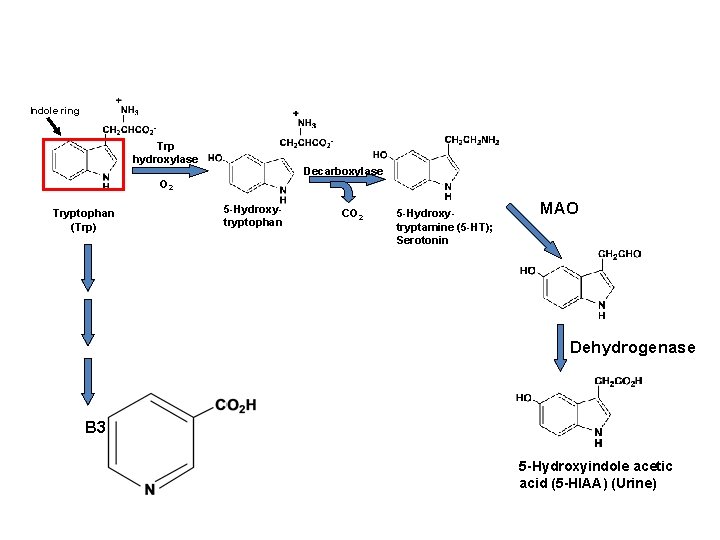 Indole ring Trp hydroxylase Decarboxylase O 2 Tryptophan (Trp) 5 -Hydroxytryptophan CO 2 5