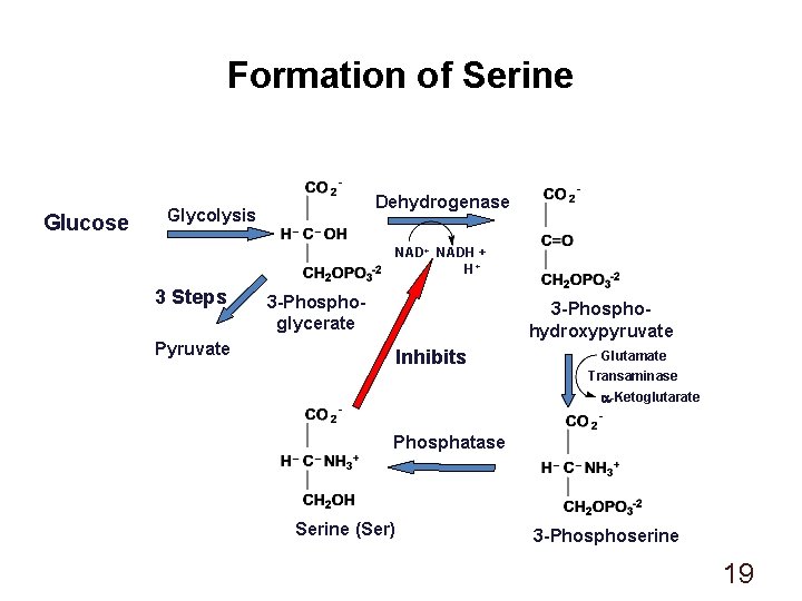 Formation of Serine Glucose Dehydrogenase Glycolysis NAD+ NADH + H+ 3 Steps Pyruvate 3