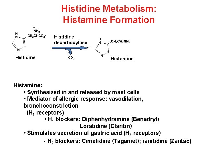 Histidine Metabolism: Histamine Formation Histidine decarboxylase Histidine CO 2 Histamine: • Synthesized in and