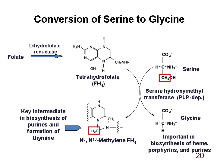 Conversion of Serine to Glycine Folate Dihydrofolate reductase Serine Tetrahydrofolate (FH 4) Serine hydroxymethyl