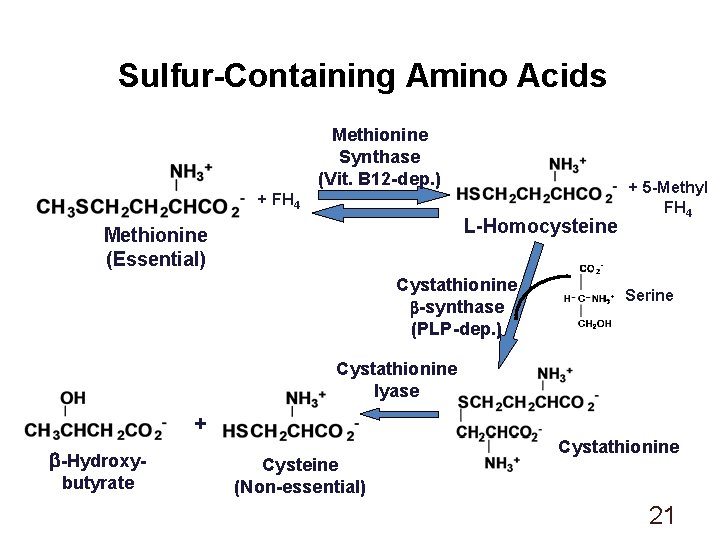 Sulfur-Containing Amino Acids Methionine Synthase (Vit. B 12 -dep. ) + FH 4 L-Homocysteine