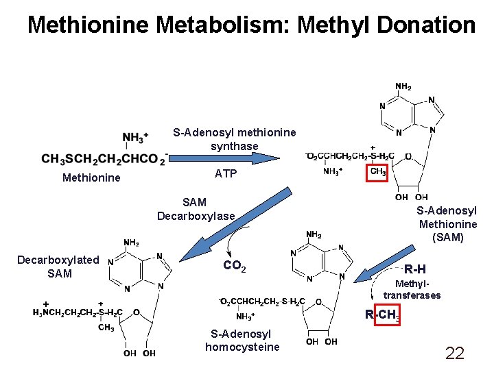 Methionine Metabolism: Methyl Donation S-Adenosyl methionine synthase Methionine ATP SAM Decarboxylase Decarboxylated SAM S-Adenosyl