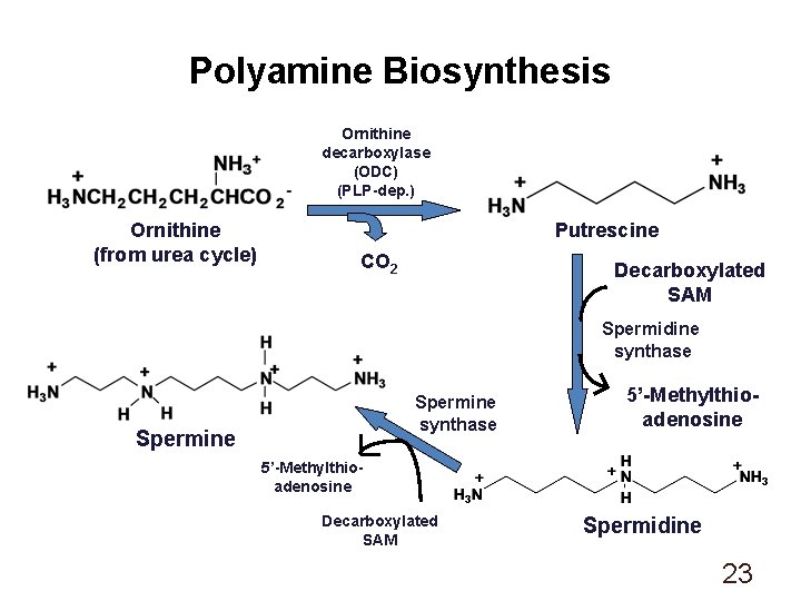 Polyamine Biosynthesis Ornithine decarboxylase (ODC) (PLP-dep. ) Ornithine (from urea cycle) Putrescine CO 2