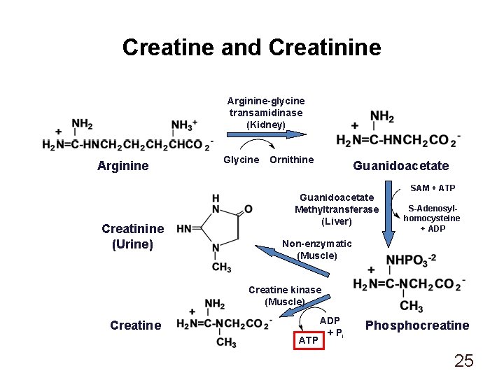 Creatine and Creatinine Arginine-glycine transamidinase (Kidney) Arginine Creatinine (Urine) Glycine Ornithine Guanidoacetate Methyltransferase (Liver)