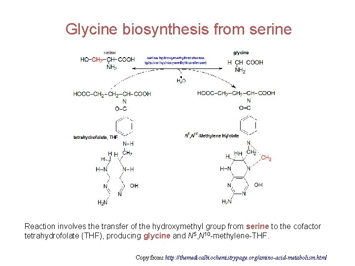 Glycine biosynthesis from serine Reaction involves the transfer of the hydroxymethyl group from serine