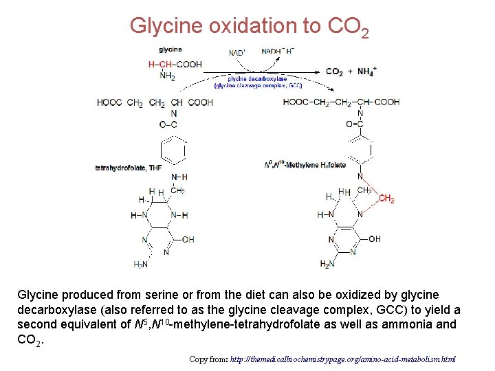 Glycine oxidation to CO 2 Glycine produced from serine or from the diet can