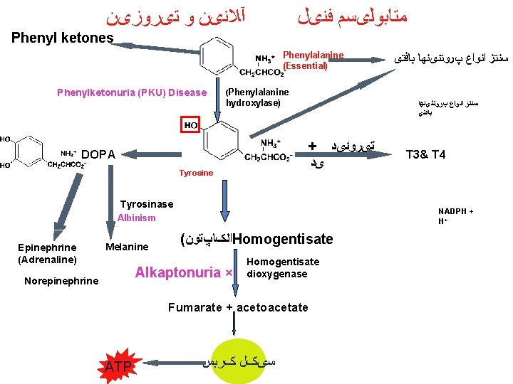  آﻼﻧیﻦ ﻭ ﺗیﺮﻭﺯیﻦ ﻣﺘﺎﺑﻮﻟیﺴﻢ ﻓﻨیﻞ Phenyl ketones Phenylalanine (Essential) Phenylketonuria (PKU) Disease (Phenylalanine