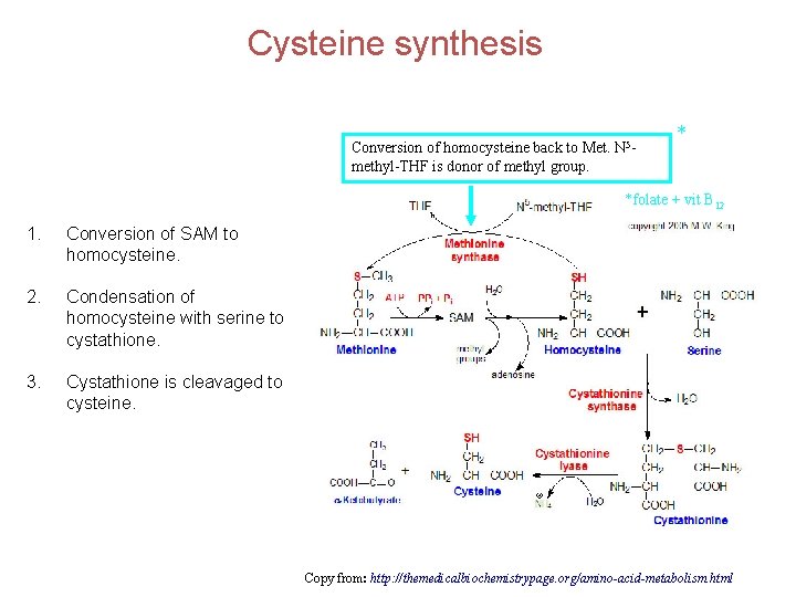 Cysteine synthesis Conversion of homocysteine back to Met. N 5 methyl-THF is donor of