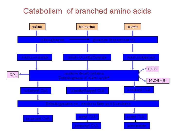 Catabolism of branched amino acids valine isoleucine a-ketoglutarate a-ketoisovalerate leucine glutamate (transamination) a-keto-b-methylbutyrate a-ketoisokaproate