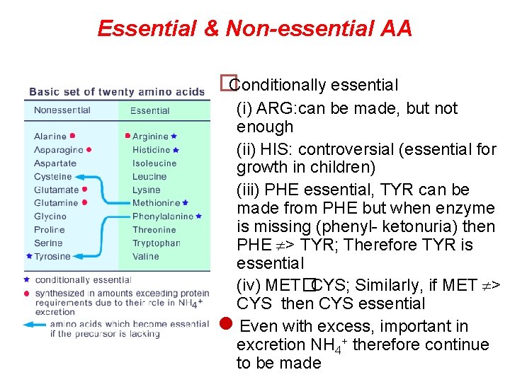 Essential & Non-essential AA �Conditionally essential (i) ARG: can be made, but not enough