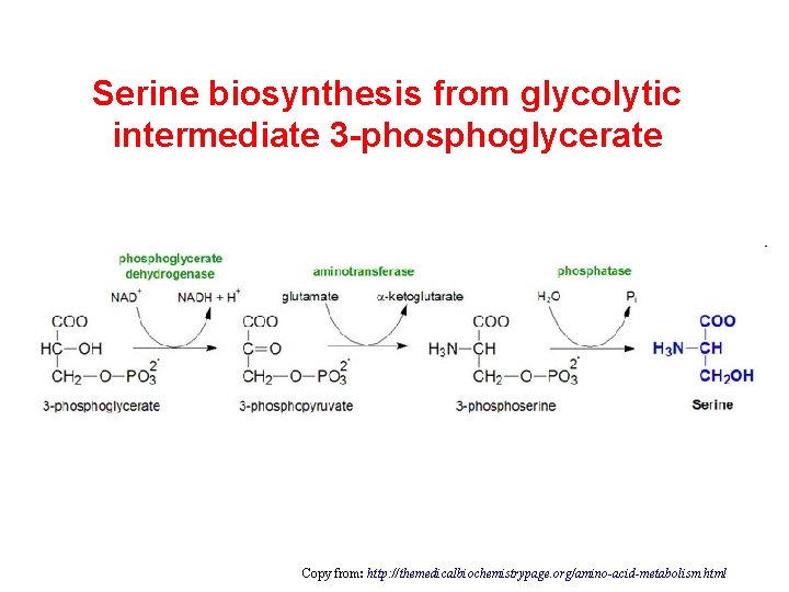 Serine biosynthesis from glycolytic intermediate 3 -phosphoglycerate Copy from: http: //themedicalbiochemistrypage. org/amino-acid-metabolism. html 