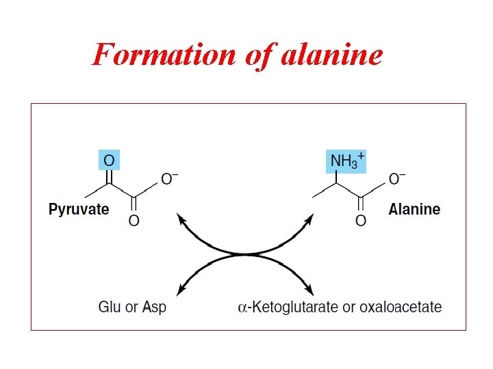 Formation of alanine 