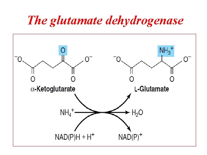 The glutamate dehydrogenase 