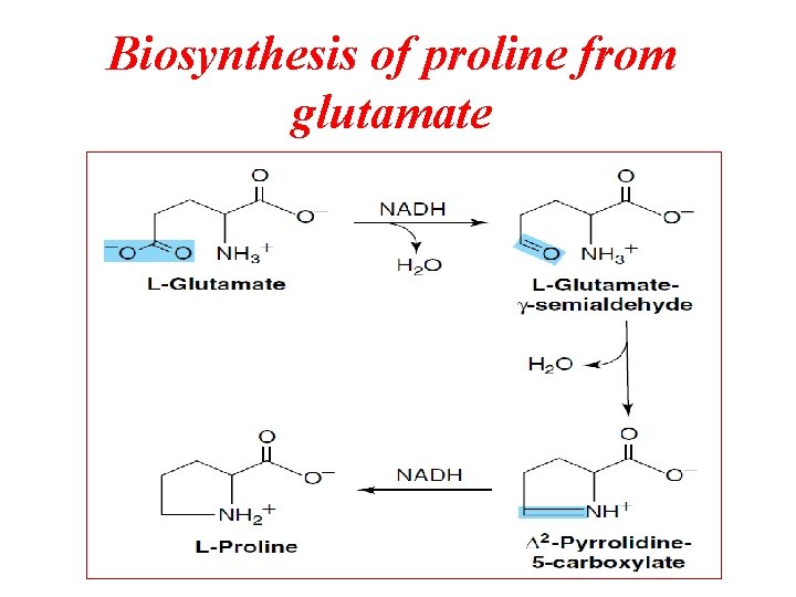 Biosynthesis of proline from glutamate 