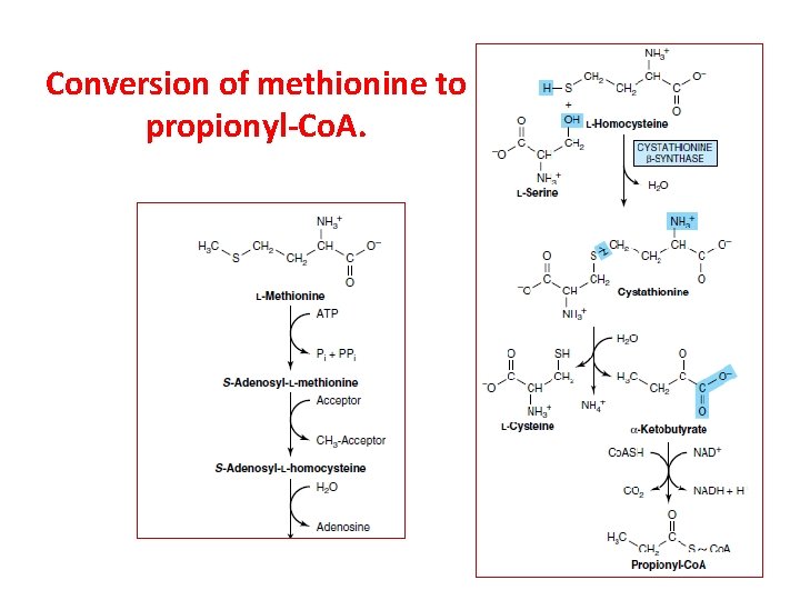 Conversion of methionine to propionyl-Co. A. 