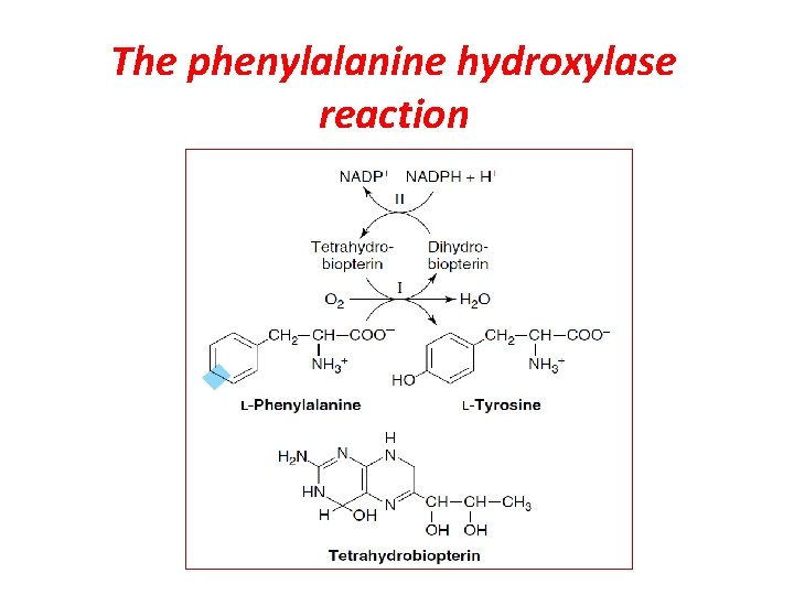 The phenylalanine hydroxylase reaction 