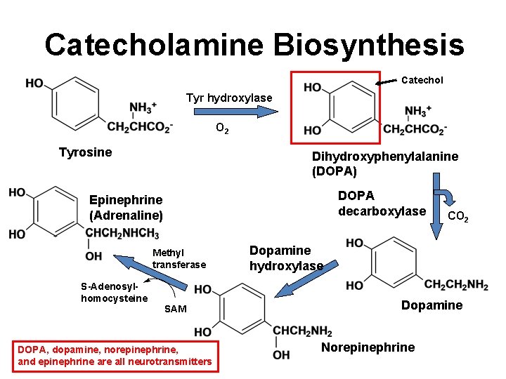 Catecholamine Biosynthesis Catechol Tyr hydroxylase O 2 Tyrosine Dihydroxyphenylalanine (DOPA) DOPA decarboxylase Epinephrine (Adrenaline)