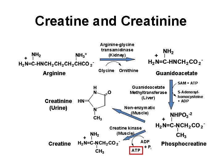 Creatine and Creatinine Arginine-glycine transamidinase (Kidney) Arginine Creatinine (Urine) Glycine Ornithine Guanidoacetate Methyltransferase (Liver)