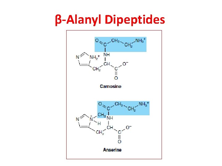 β-Alanyl Dipeptides 