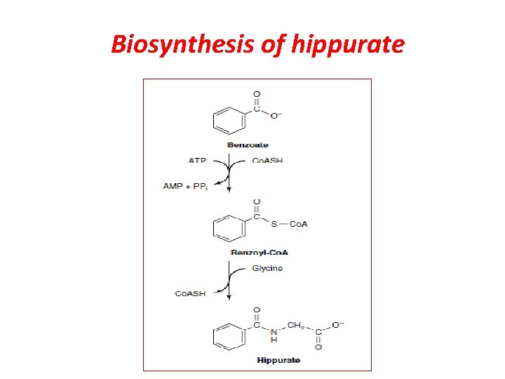 Biosynthesis of hippurate 