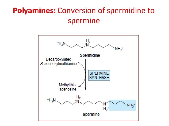 Polyamines: Conversion of spermidine to spermine 