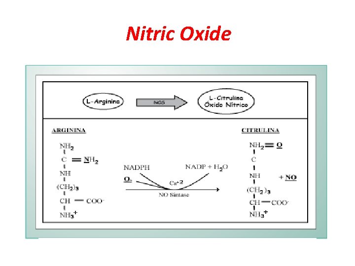 Nitric Oxide 