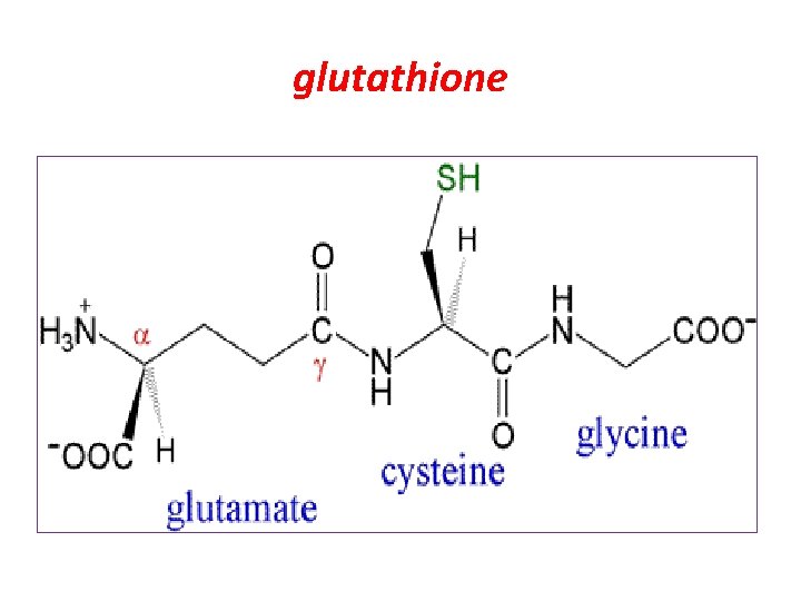 glutathione 