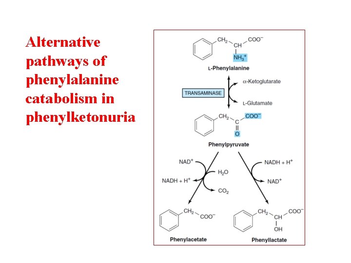 Alternative pathways of phenylalanine catabolism in phenylketonuria 