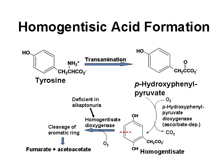 Homogentisic Acid Formation Transamination Tyrosine p-Hydroxyphenylpyruvate O 2 Deficient in alkaptonuria Cleavage of aromatic