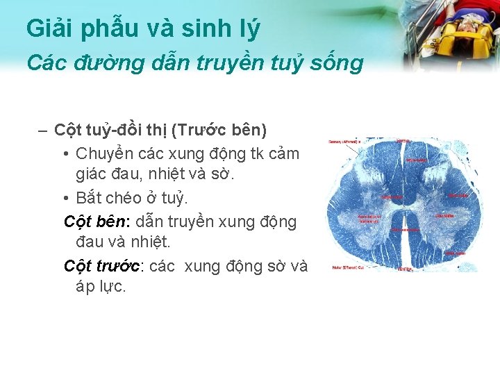 Giải phẫu và sinh lý Các đường dẫn truyền tuỷ sống – Cột tuỷ-đồi