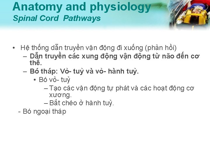 Anatomy and physiology Spinal Cord Pathways • Hệ thống dẫn truyền vận động đi