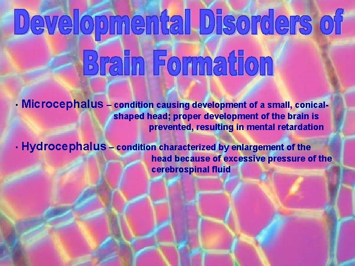  • Microcephalus – condition causing development of a small, conicalshaped head; proper development