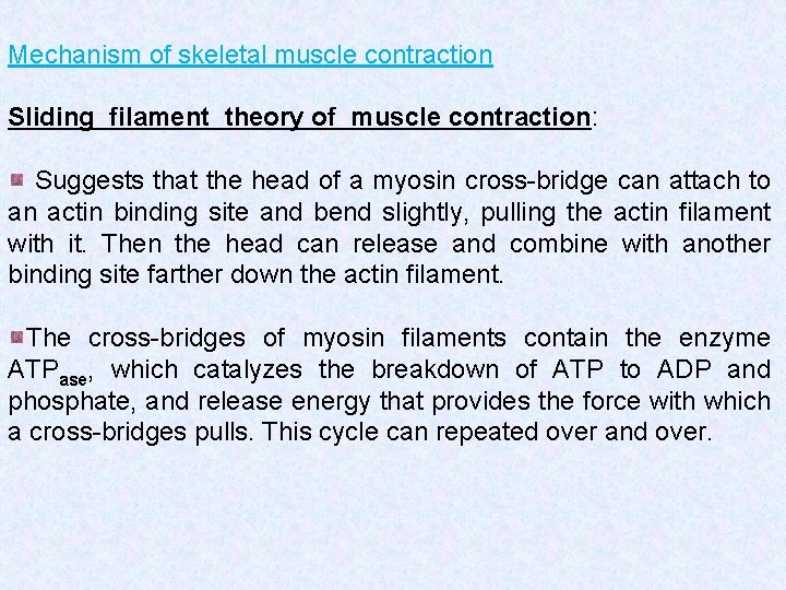 Mechanism of skeletal muscle contraction Sliding filament theory of muscle contraction: Suggests that the