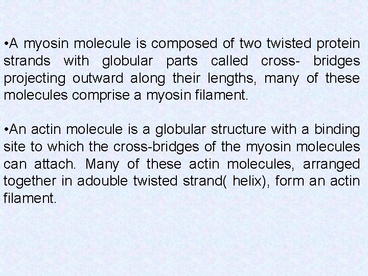  • A myosin molecule is composed of two twisted protein strands with globular