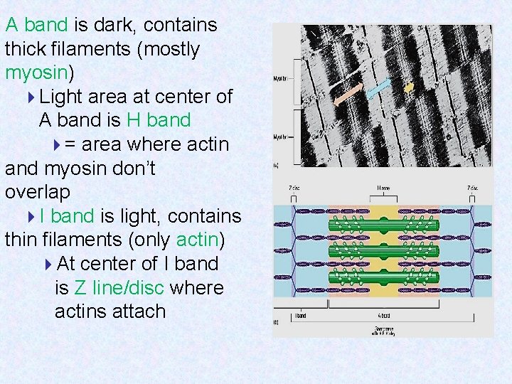 A band is dark, contains thick filaments (mostly myosin) Light area at center of