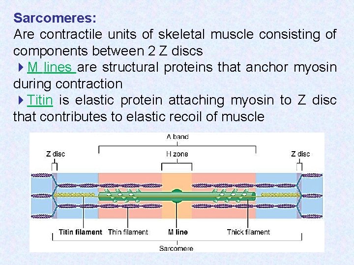 Sarcomeres: Are contractile units of skeletal muscle consisting of components between 2 Z discs