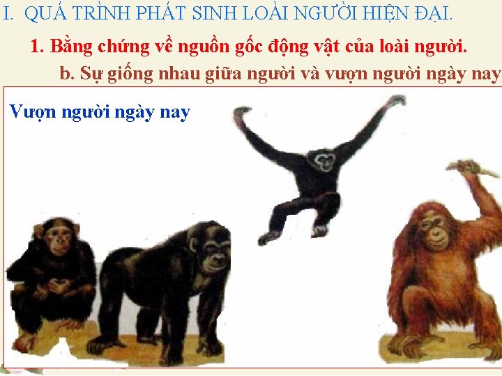 I. QUÁ TRÌNH PHÁT SINH LOÀI NGƯỜI HIỆN ĐẠI. 1. Bằng chứng về nguồn