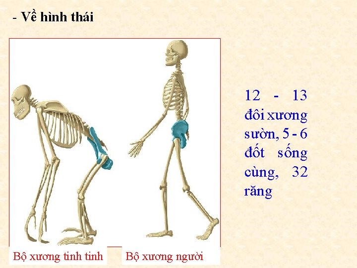 - Về hình thái 12 - 13 đôi xương sườn, 5 - 6 đốt