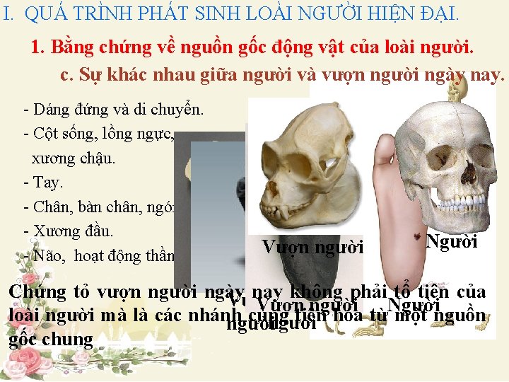 I. QUÁ TRÌNH PHÁT SINH LOÀI NGƯỜI HIỆN ĐẠI. 1. Bằng chứng về nguồn