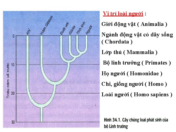 Vị trí loài người : Giới động vật ( Animalia ) Ngành động vật