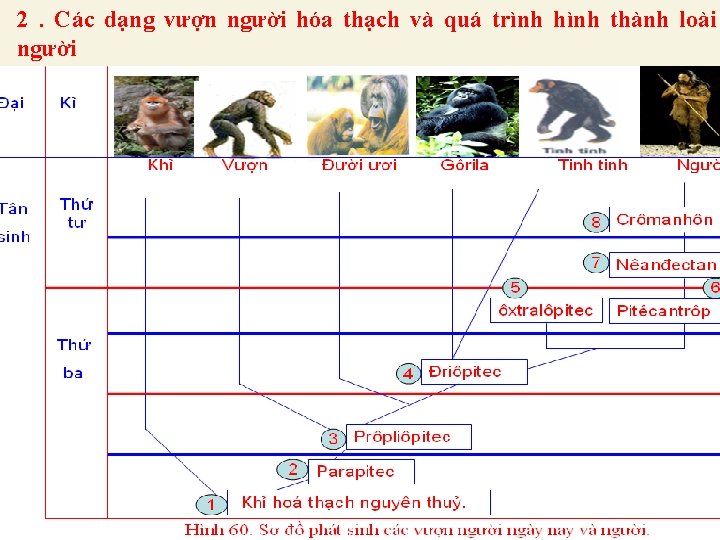 2. Các dạng vượn người hóa thạch và quá trình hình thành loài người