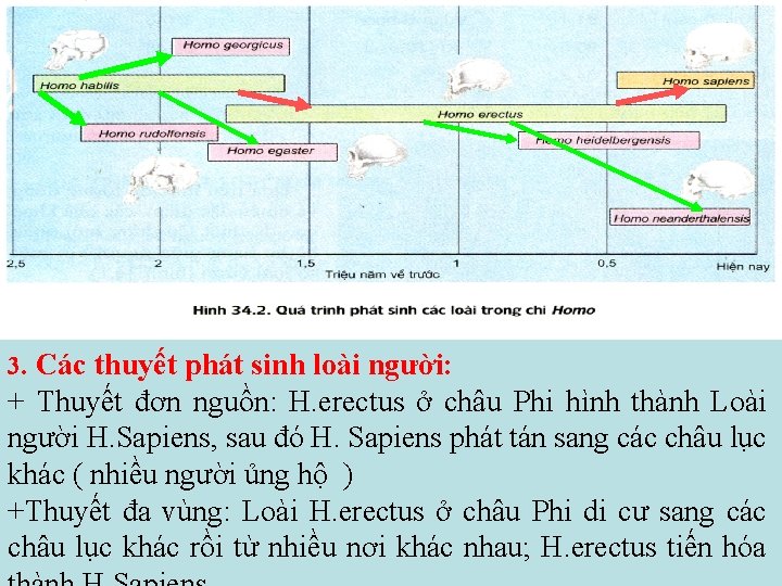 3. Các thuyết phát sinh loài người: + Thuyết đơn nguồn: H. erectus ở